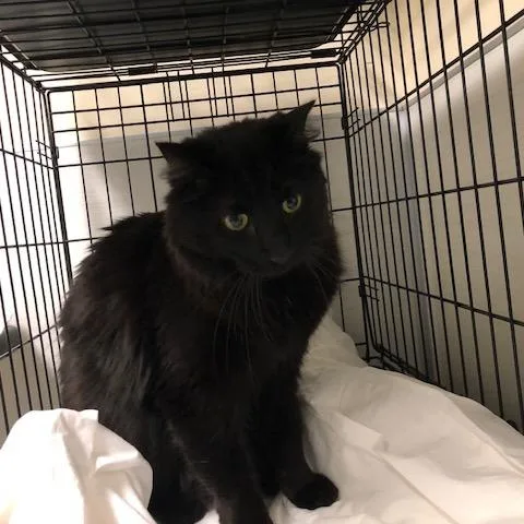 An adult large-sized male Black Domestic Medium Hair cat named Felix for adoption in Novelty, OH