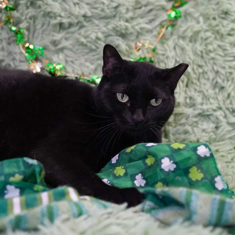 Hamburger thumbnail 2