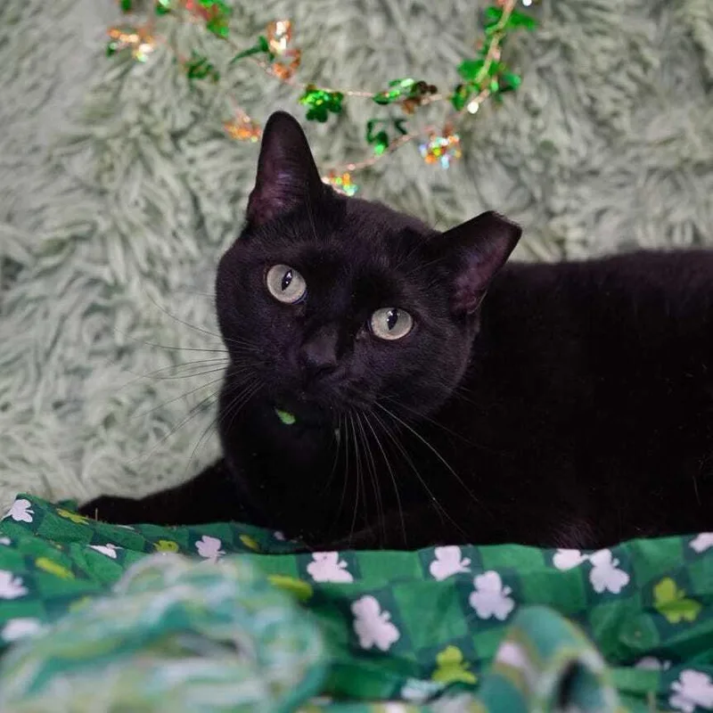 Hamburger thumbnail 3