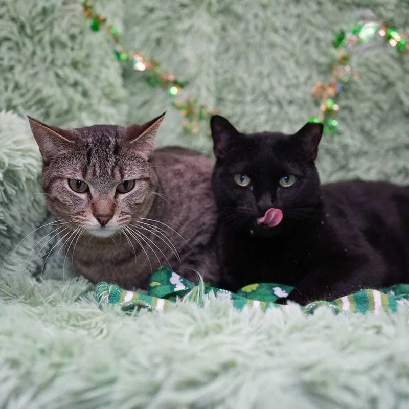 Hamburger thumbnail 4