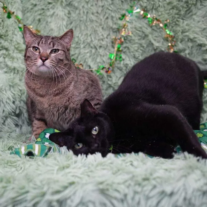 Hamburger thumbnail 5