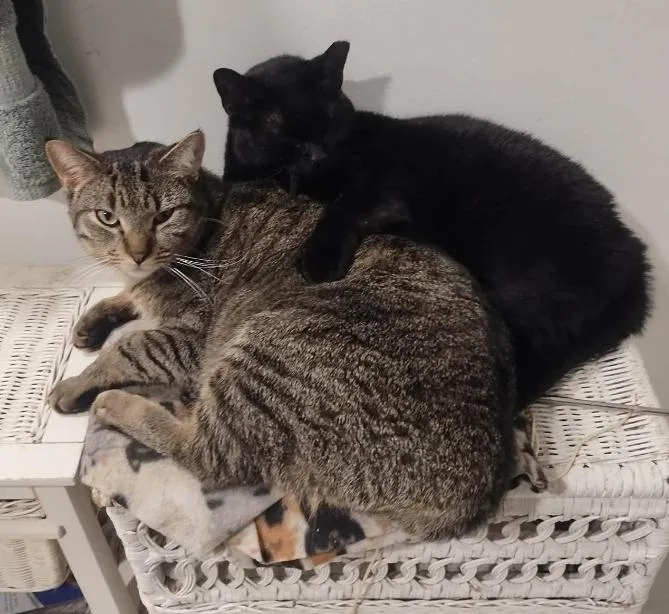 Hamburger thumbnail 6