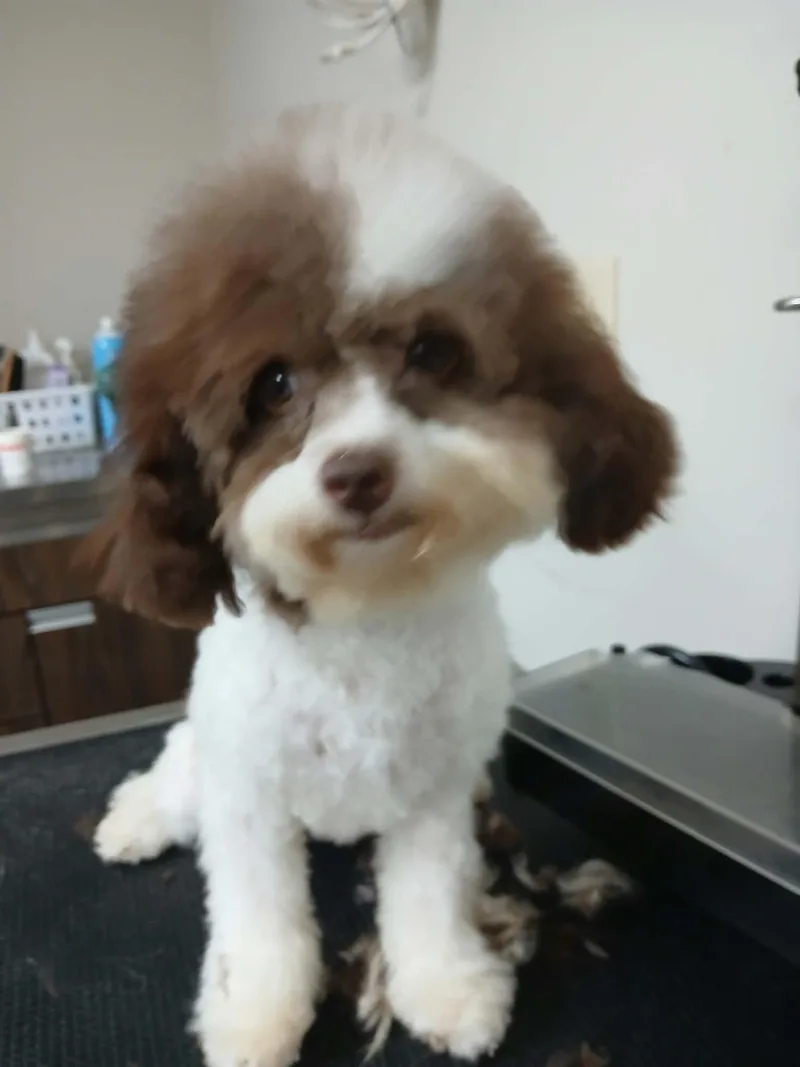A baby small-sized female White / Cream Poodle (Toy) dog named Lily for adoption in Vernon, CT