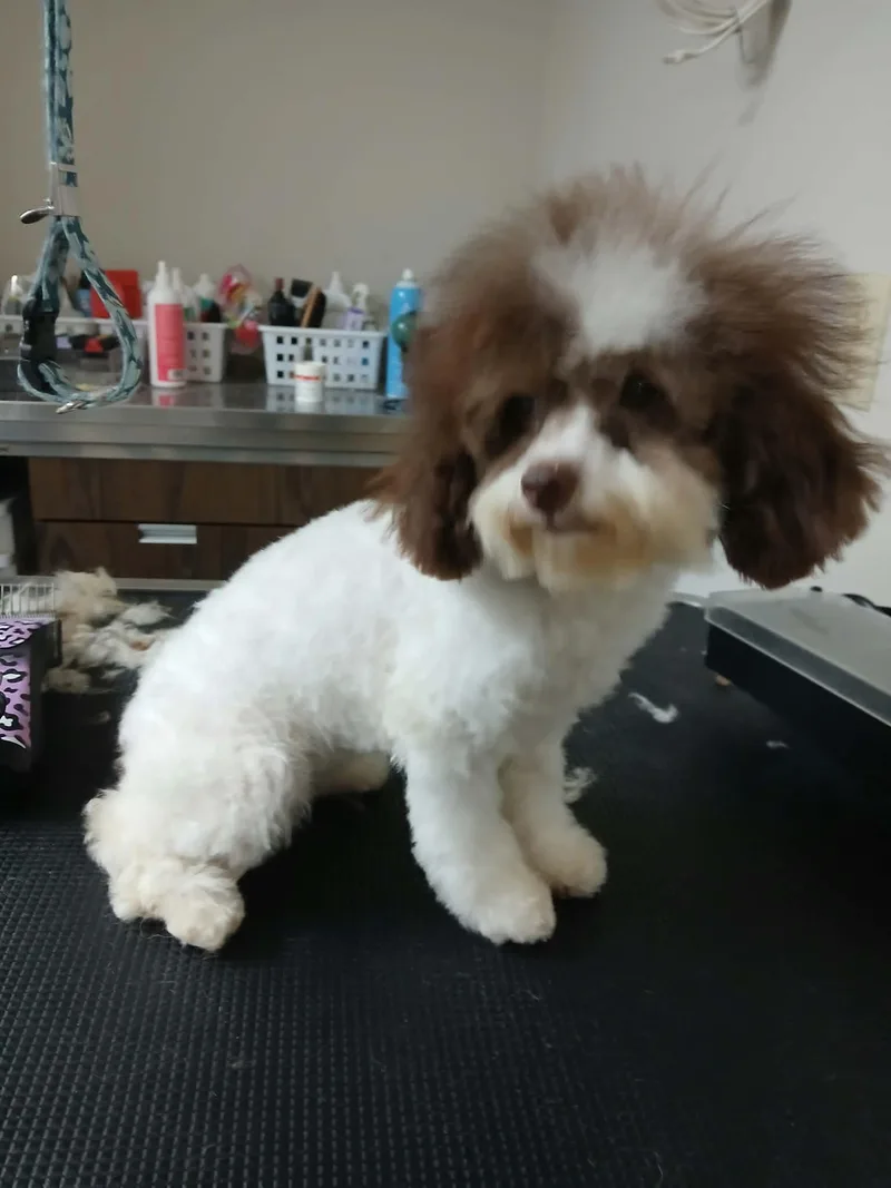 Lily thumbnail 3