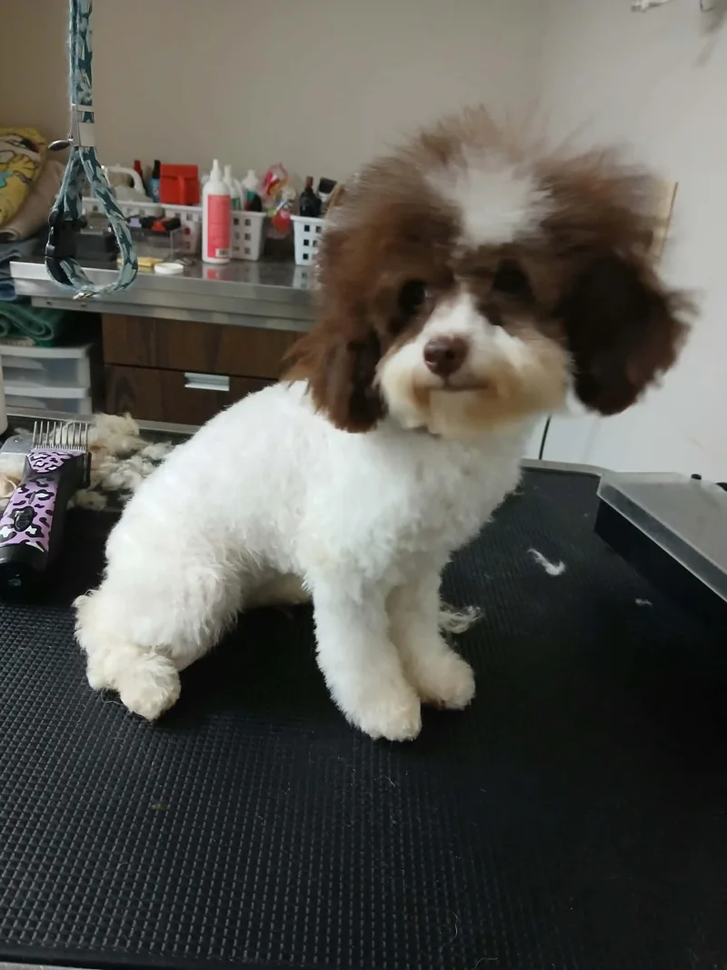 Lily thumbnail 4
