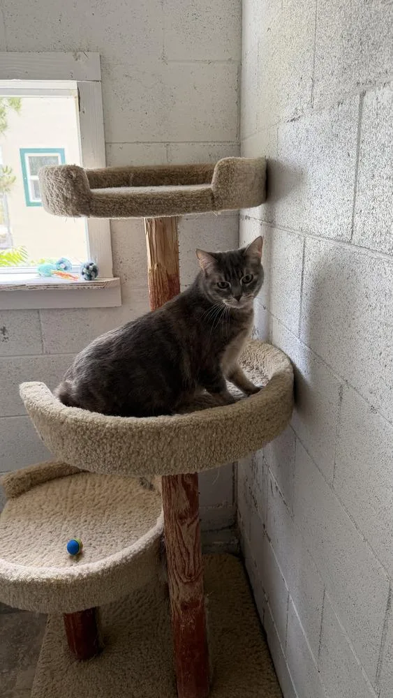 An adult large-sized female Gray & White Domestic Short Hair cat named Precious for adoption in Ontario, CA