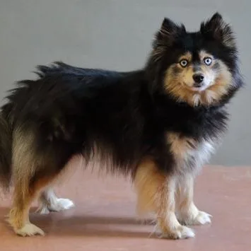 An adult small-sized female Black American Eskimo Dog dog named Maya for adoption in Rapid City, SD