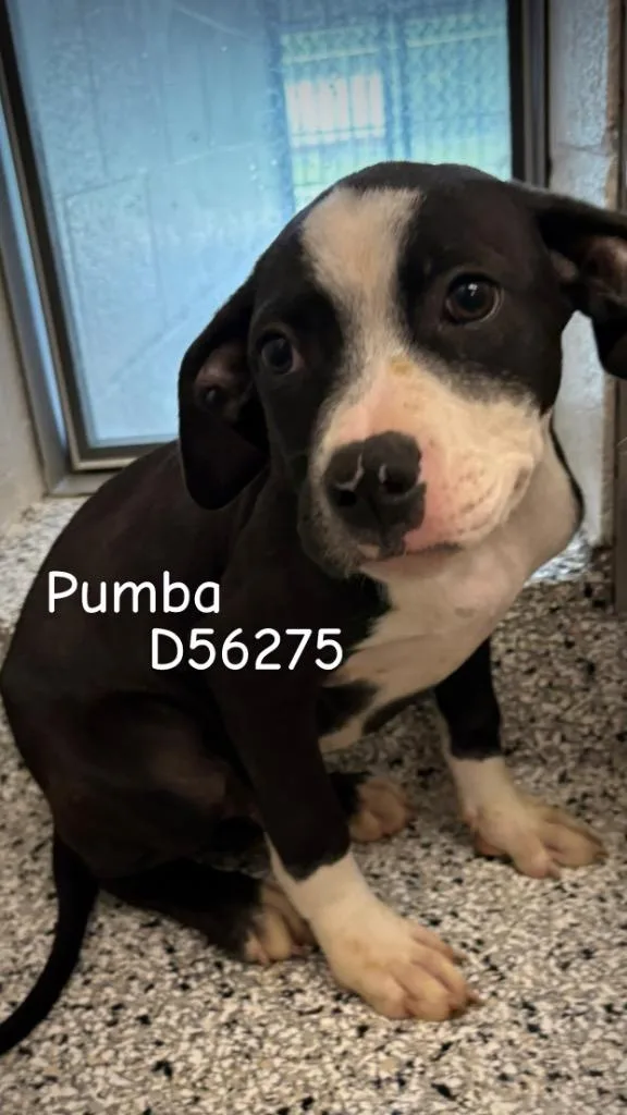 A baby small-sized male Pit Bull Terrier dog named Pumba for adoption in Clarksville, TN
