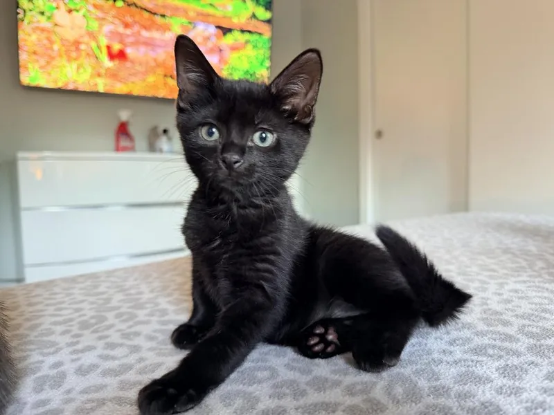 A baby small-sized male Black Domestic Short Hair cat named Neptune for adoption in Hudson, NH