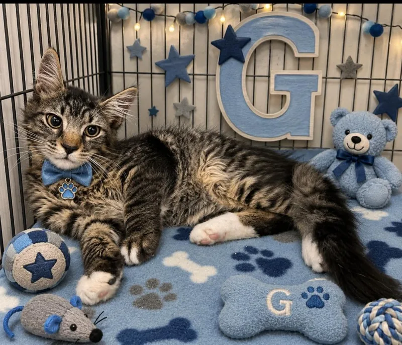 A baby small-sized male Domestic Medium Hair cat named Gordon for adoption in Washington Court House, OH