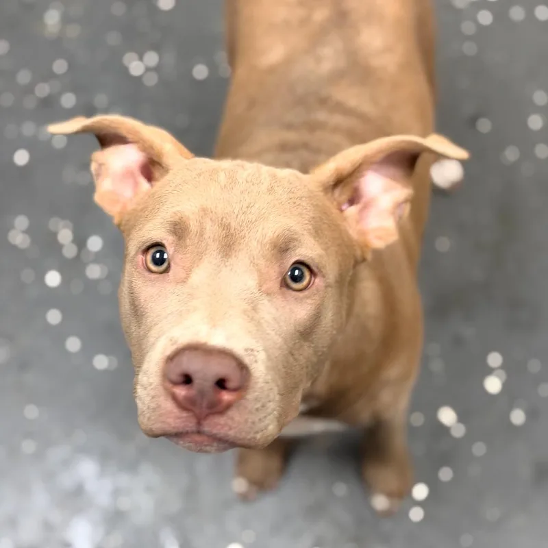 A young medium-sized female Yellow / Tan / Blond / Fawn Mixed Breed dog named Aurora for adoption in Columbiana, AL