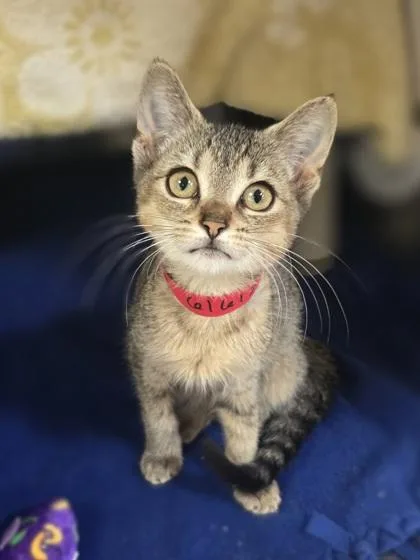 A baby small-sized female Domestic Short Hair cat named Plum Pudding for adoption in Westland, MI