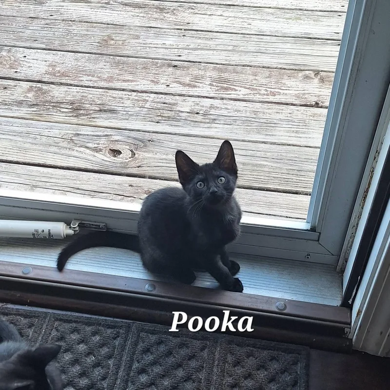A baby medium-sized male Black Domestic Short Hair cat named Pooka for adoption in Vine Grove, KY