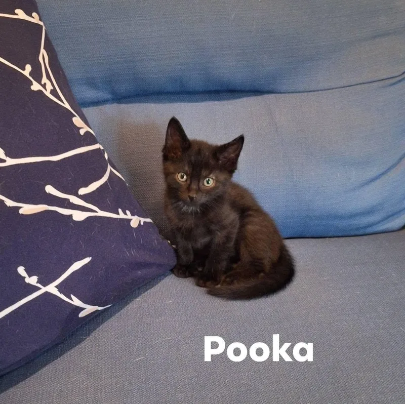 Pooka thumbnail 4