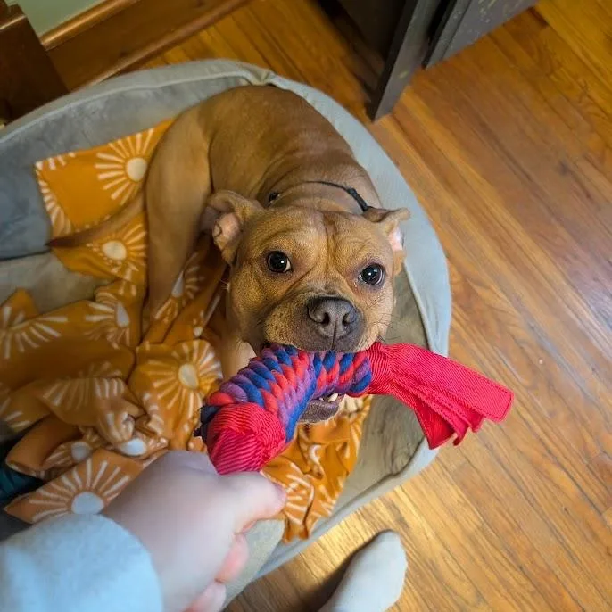 Hazelnut thumbnail 2