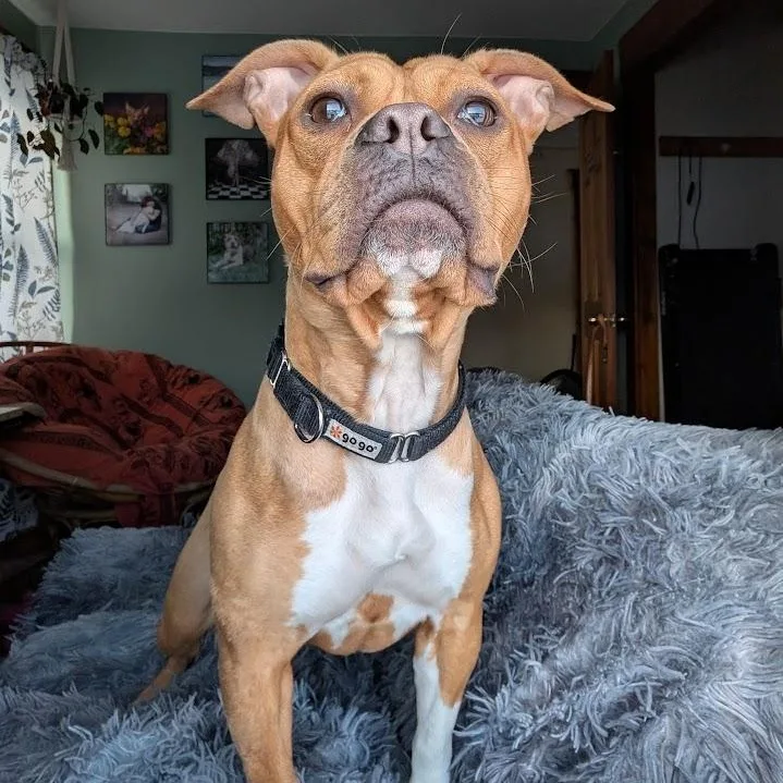 Hazelnut thumbnail 4