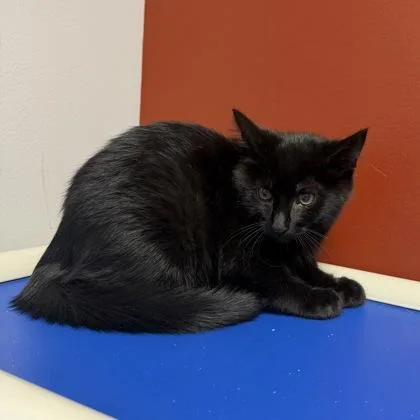 A baby small-sized male Domestic Short Hair cat named Ramadan for adoption in Janesville, WI