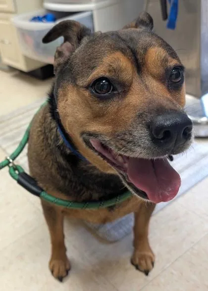 An adult medium-sized female Mixed Breed dog named Lucy for adoption in Burlington, WA