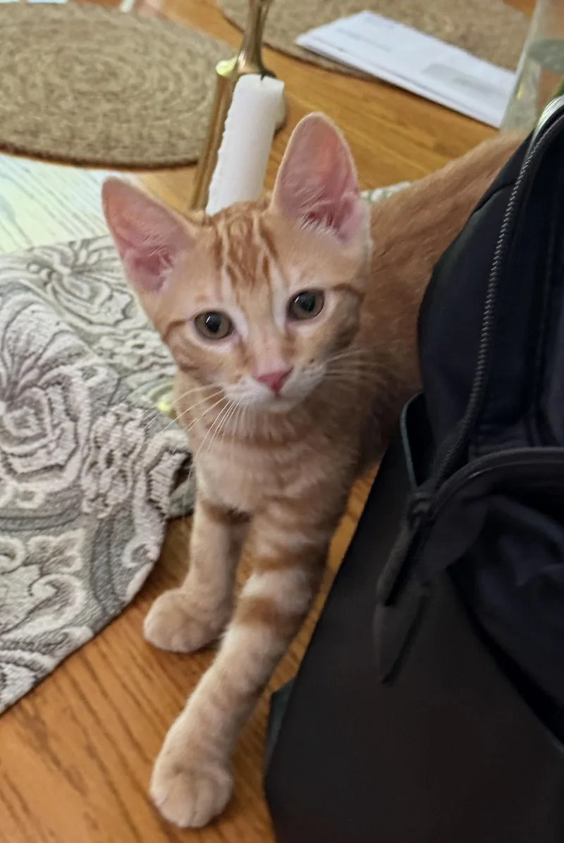 A baby medium-sized female Orange & White Domestic Short Hair cat named Cici for adoption in Salt Point, NY