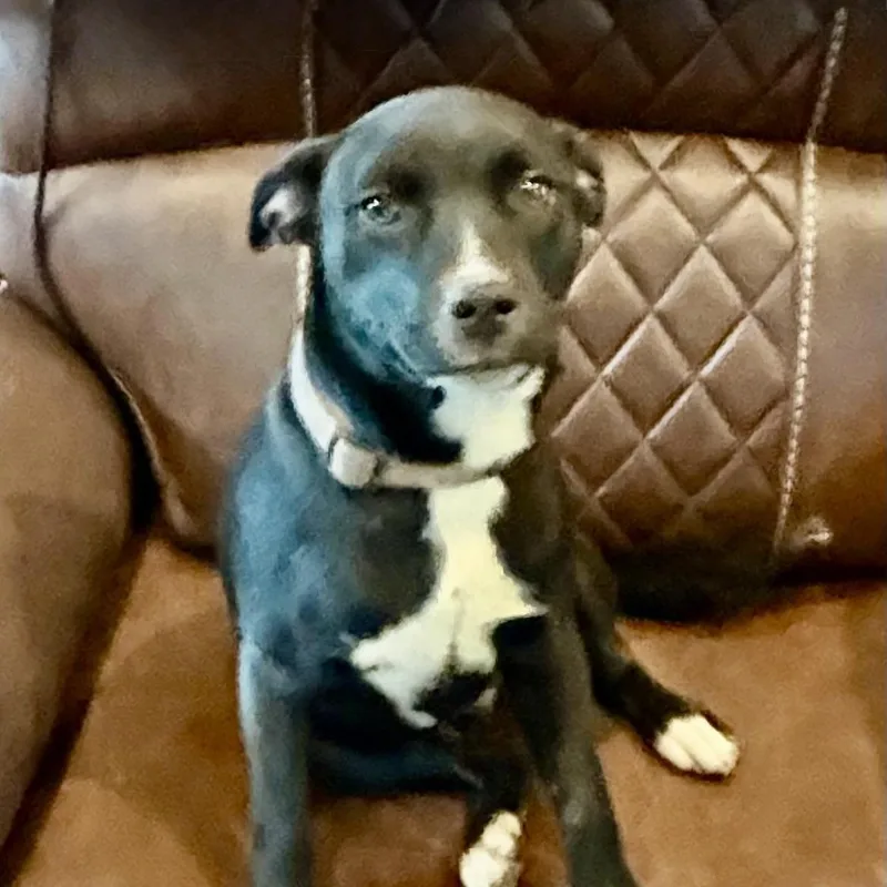 A baby medium-sized female Black Pit Bull Terrier dog named Stardust for adoption in Houston, TX