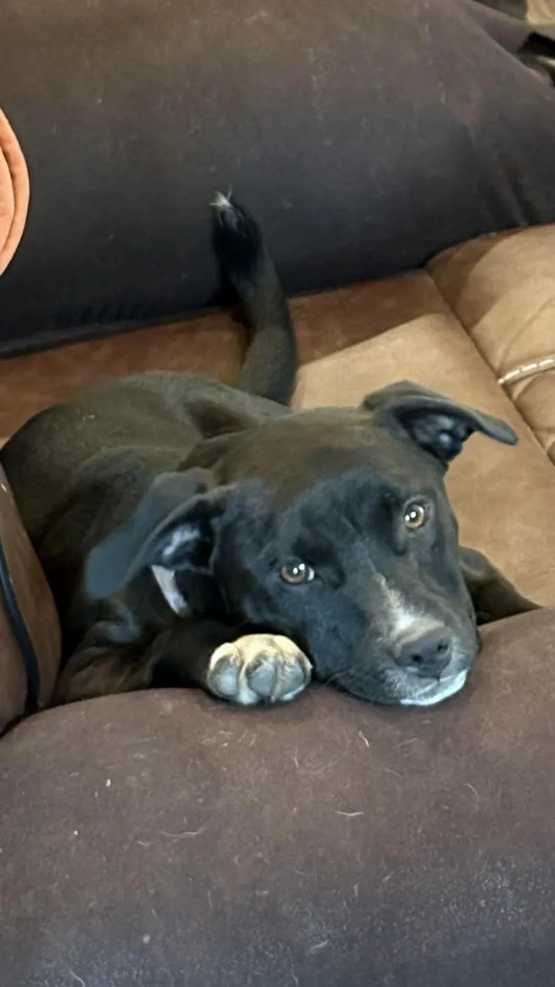 Stardust thumbnail 4