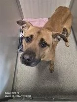 An adult medium-sized male Black Black Mouth Cur dog named Kenny for adoption in Joliet, IL