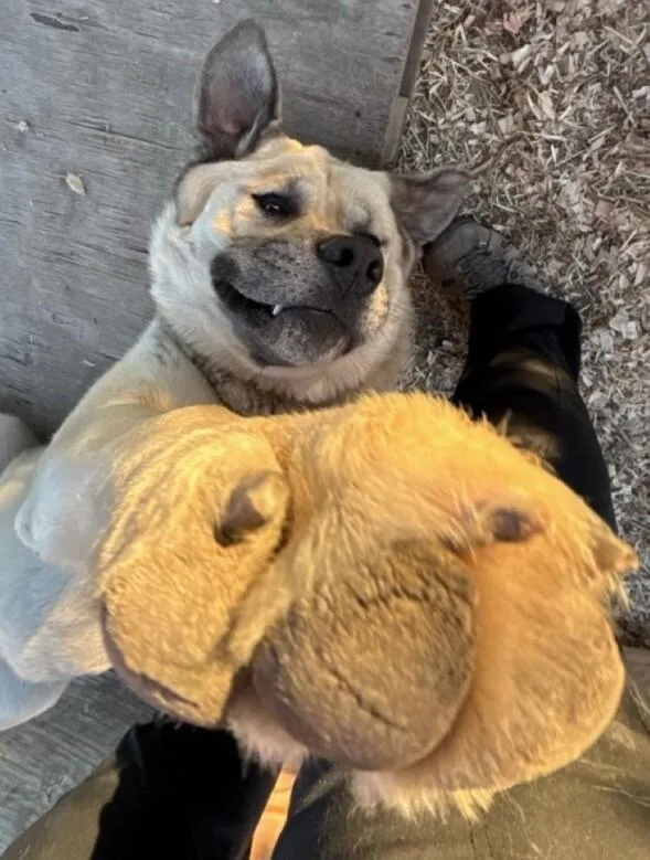 An adult extra large-sized male Yellow / Tan / Blond / Fawn Anatolian Shepherd dog named Duncan for adoption in North Bend, WA