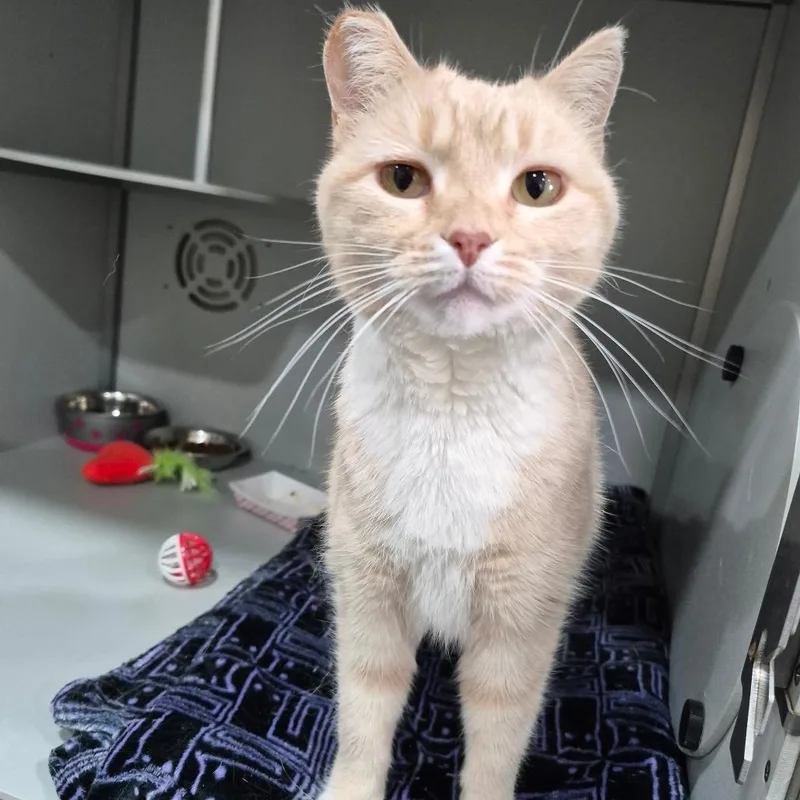 An adult medium-sized female Buff / Tan / Fawn Domestic Short Hair cat named Tawny for adoption in Bismarck, ND
