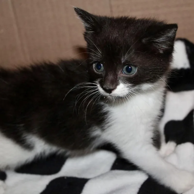 A baby small-sized female Black Domestic Short Hair cat named Josie for adoption in St Joseph, MO