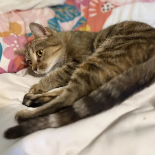 A young small-sized female Tabby (Brown / Chocolate) Tabby cat named Girly Girl for adoption in Knoxville, TN