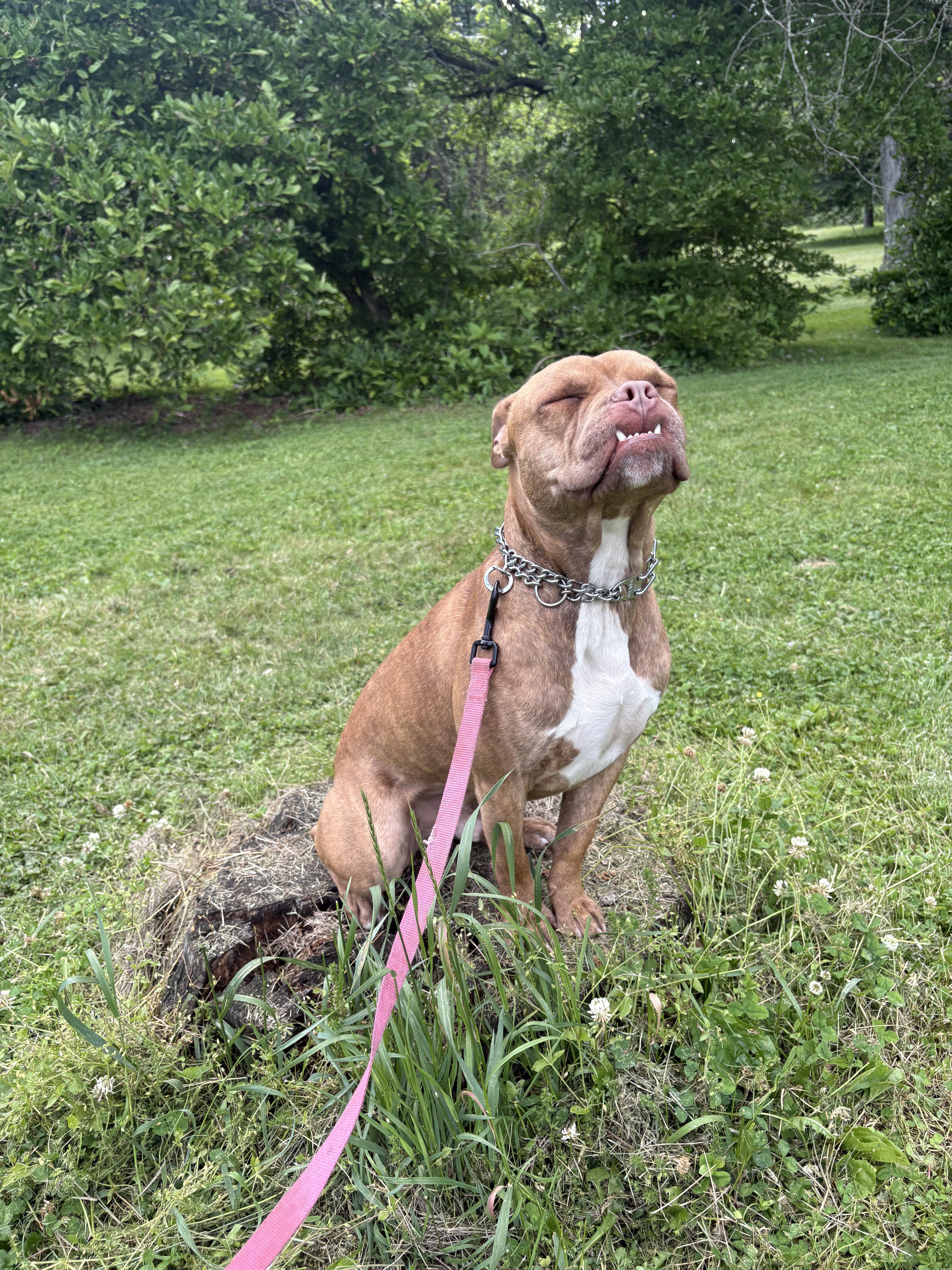 A young medium-sized male Pit Bull Terrier dog named Dozer for adoption in Kutztown, PA