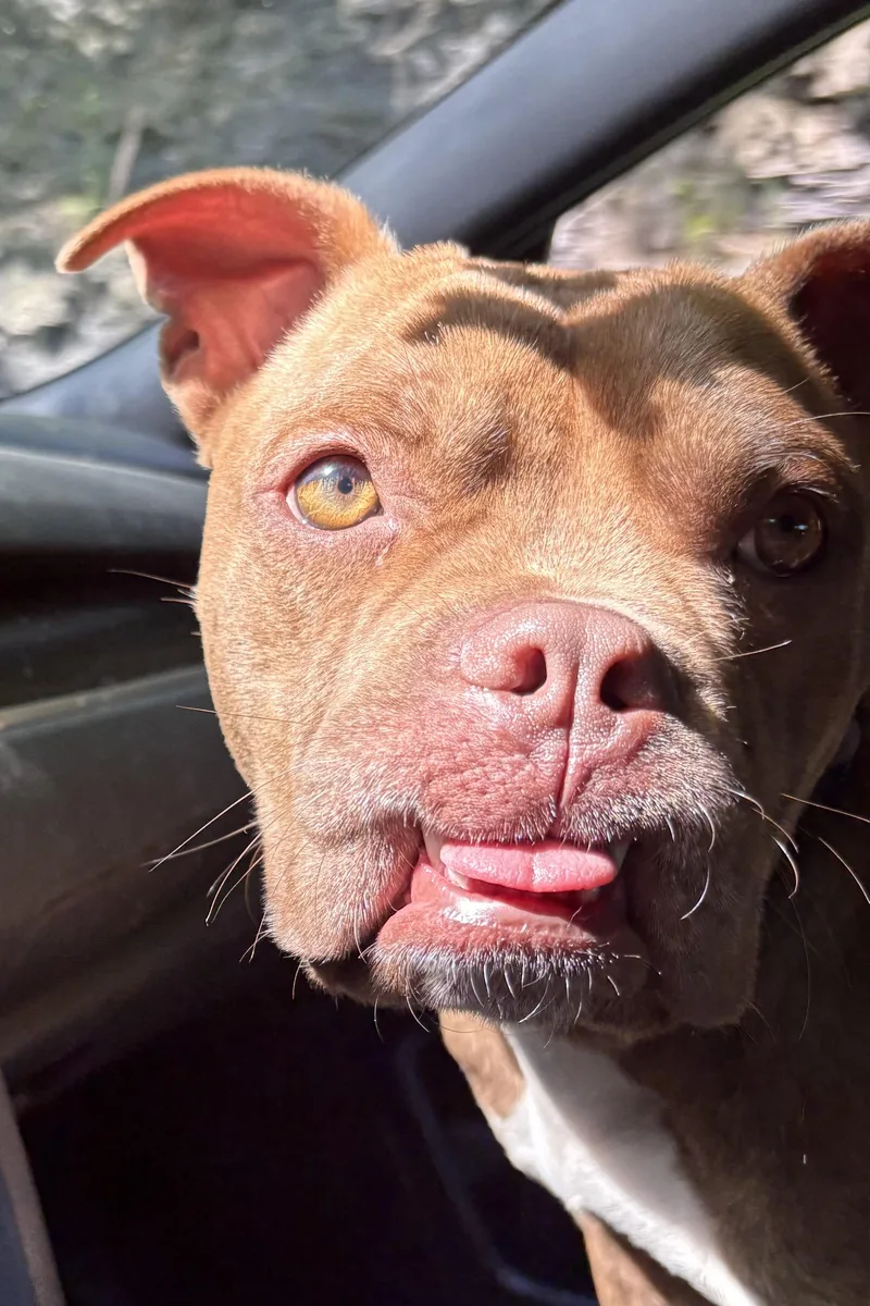 Dozer thumbnail 3