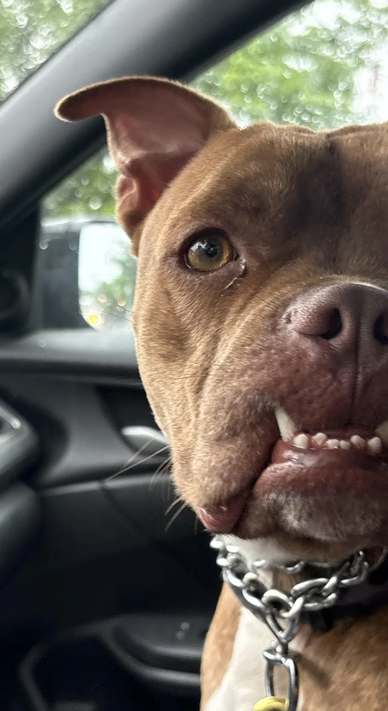 Dozer thumbnail 5
