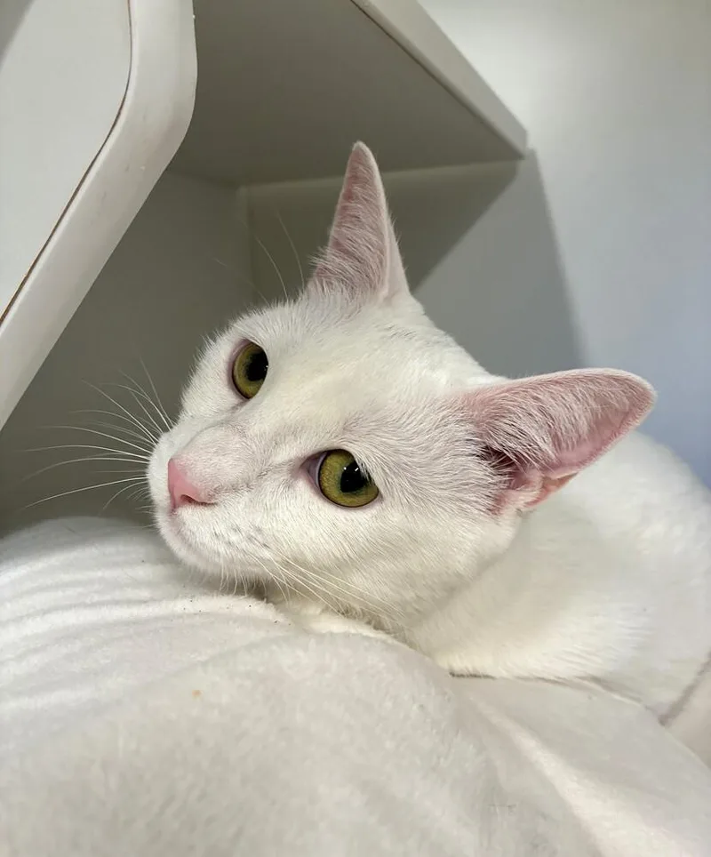 A young medium-sized female White Domestic Short Hair cat named Sandy for adoption in Elmsford, NY