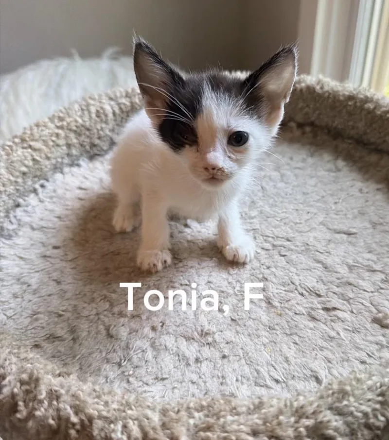 A baby small-sized female White Domestic Short Hair cat named Tonia for adoption in Shrewsbury, MA