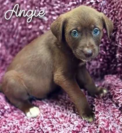 A young large-sized female Shepherd dog named Angie for adoption in Kansas City, MO