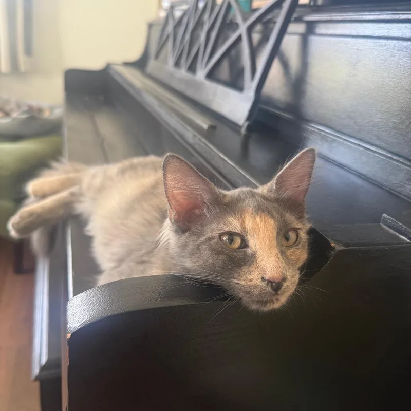 A young medium-sized female Tortoiseshell Domestic Medium Hair cat named Aurora Jessup for adoption in Eagle Mountain, UT