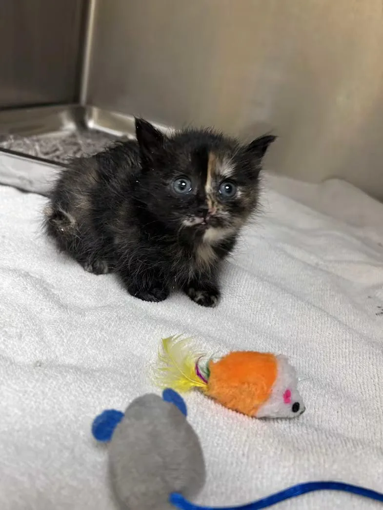 A baby medium-sized female Tortoiseshell Domestic Short Hair cat named Margarita for adoption in Greensboro, NC