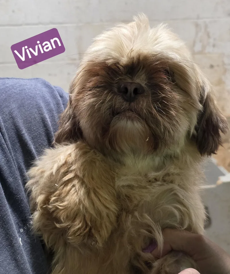 Vivian thumbnail 2