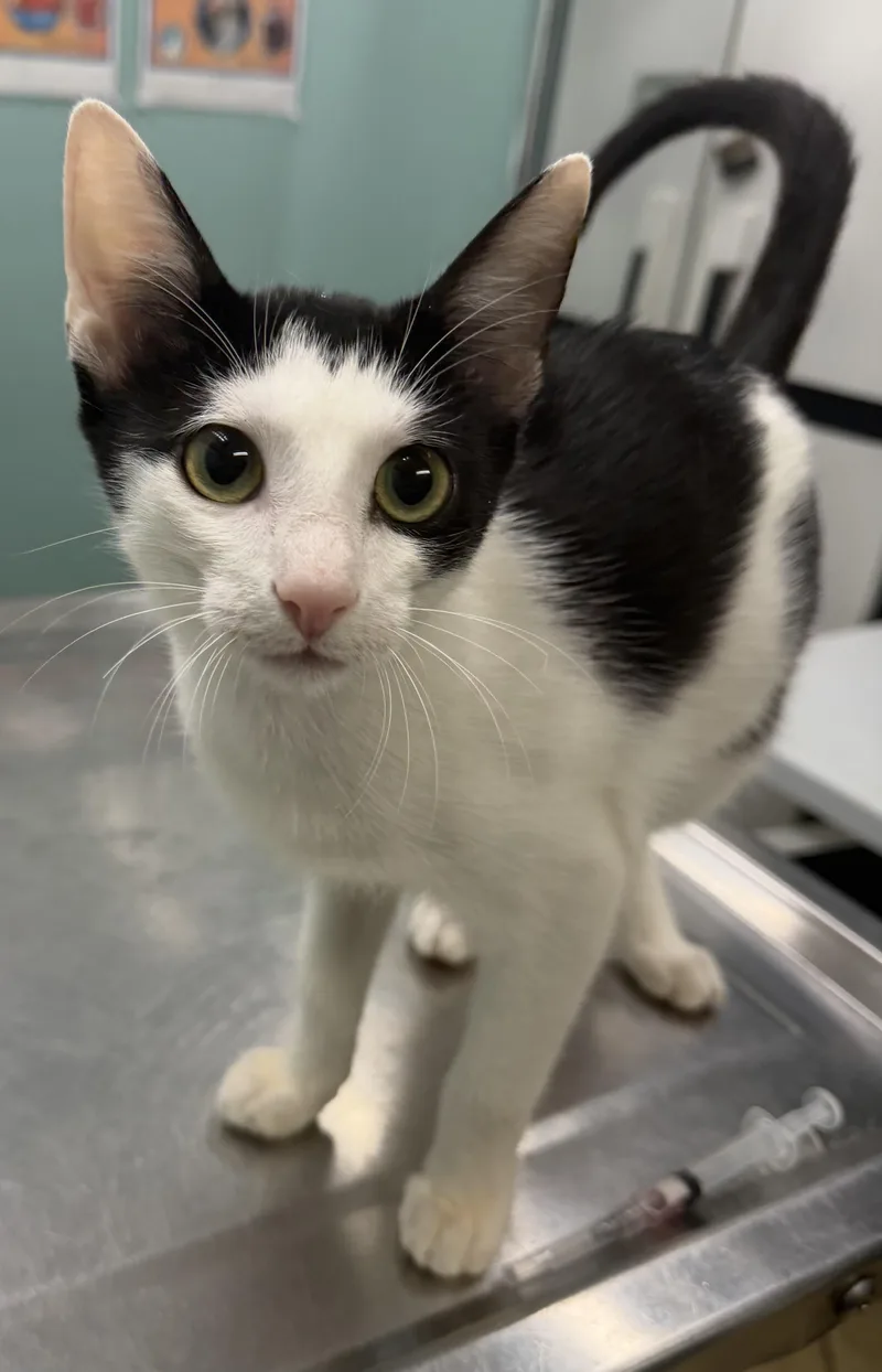 A baby medium-sized male Black & White / Tuxedo Domestic Short Hair cat named Rebel for adoption in Hudson, NY