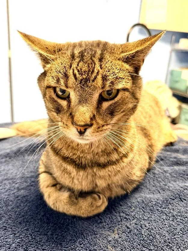 An adult medium-sized male Tabby (Brown / Chocolate) Tabby cat named Potato Chicken for adoption in Pegram, TN