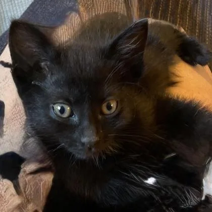 A baby small-sized female Domestic Short Hair cat named Jazmine for adoption in Janesville, WI