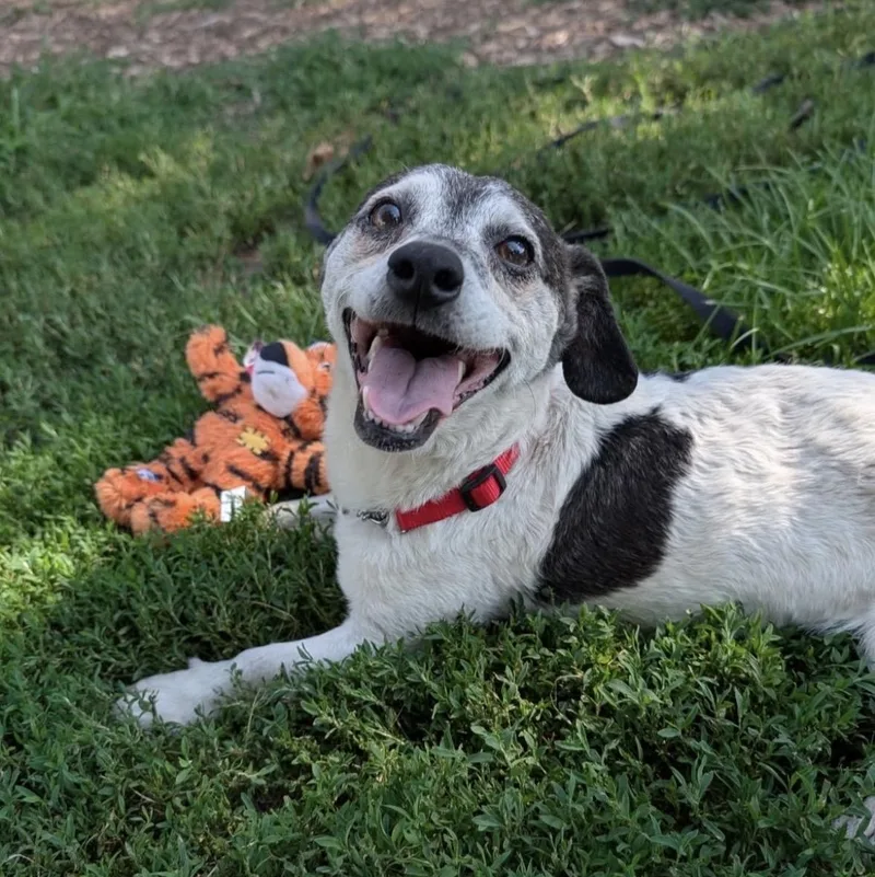 An adult small-sized male Rat Terrier dog named Grover for adoption in Mount Prospect, IL