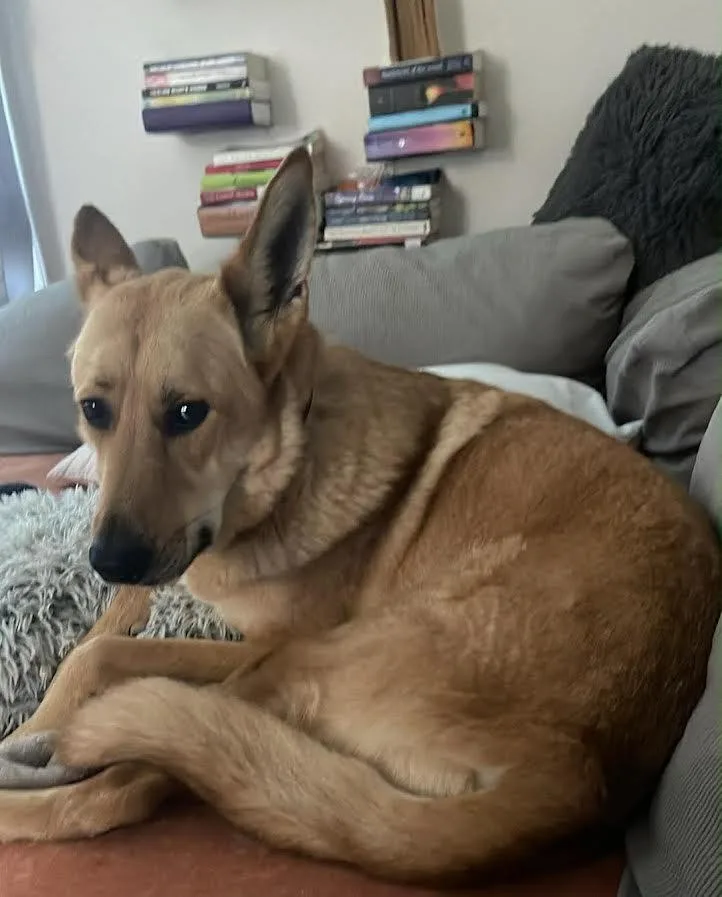An adult large-sized male German Shepherd Dog dog named Gunner for adoption in Bloomington, IN