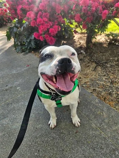 An adult large-sized male Pit Bull Terrier dog named Shiloh for adoption in Sacramento, CA