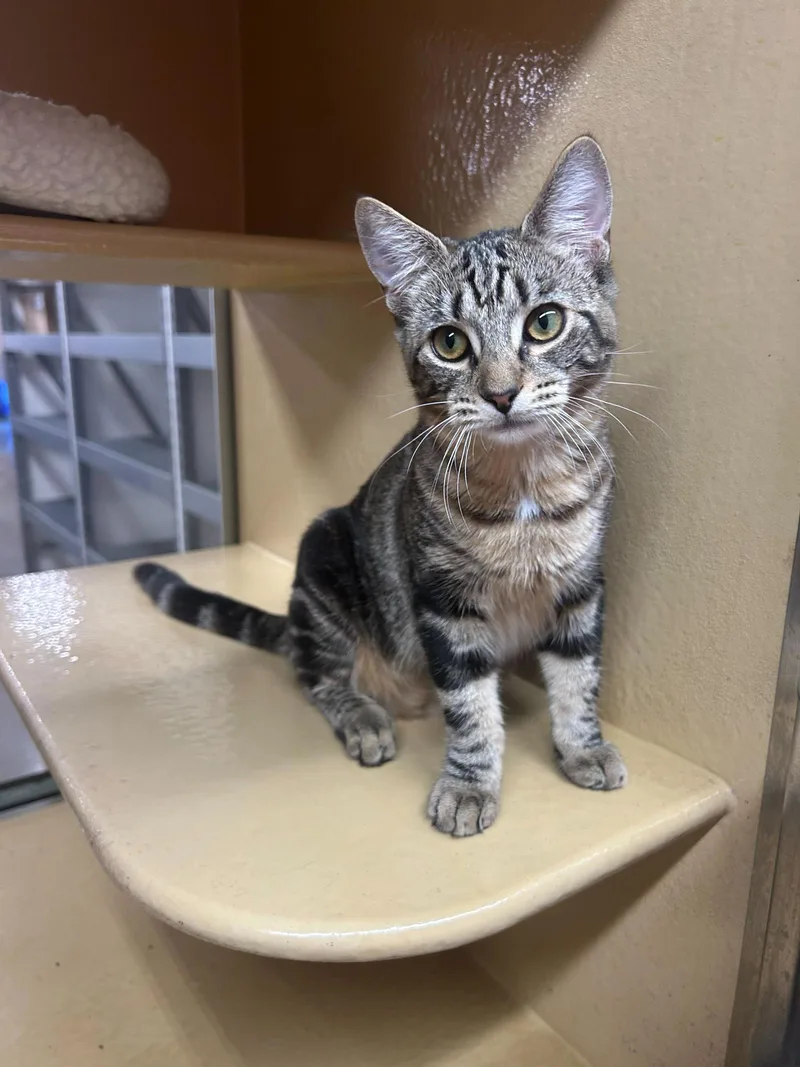 Yellowstone thumbnail 2