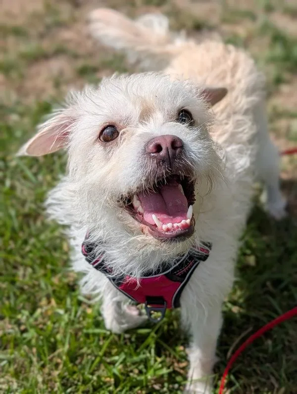An adult small-sized female Terrier dog named Cassidy for adoption in Santa Rosa, CA