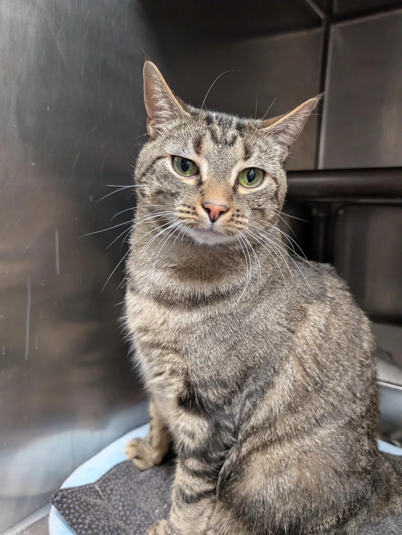 An adult large-sized male Brown / Chocolate Domestic Short Hair cat named Chikwitin for adoption in Herndon, VA