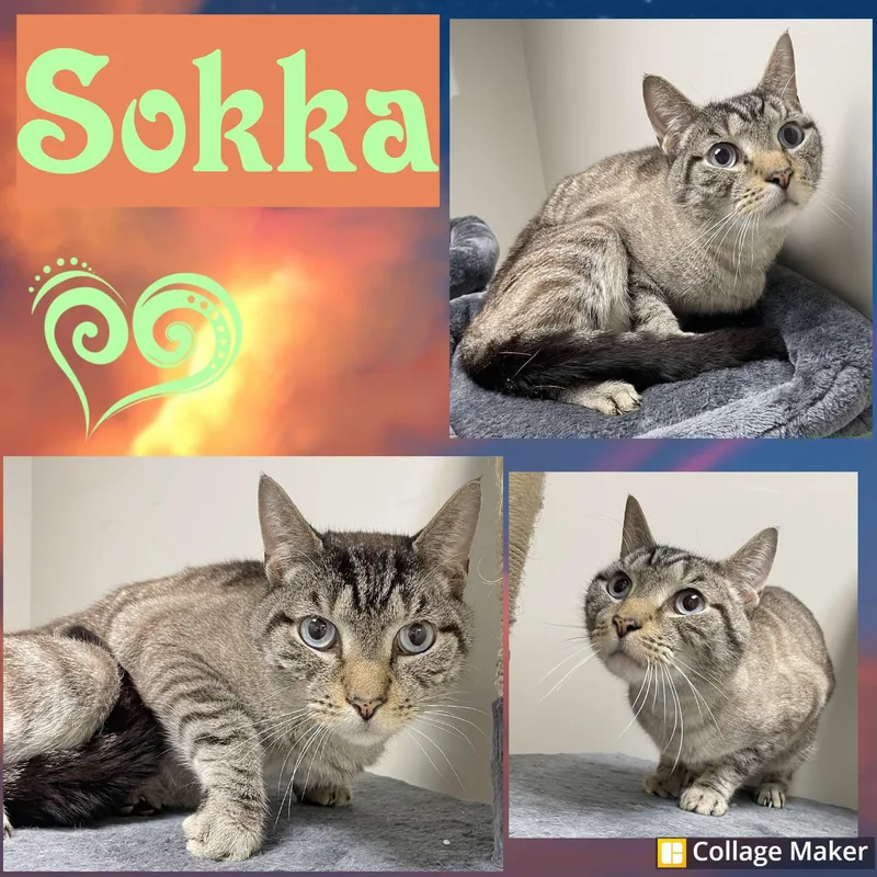 An adult medium-sized male Siamese cat named Sokka for adoption in Clearfield, PA