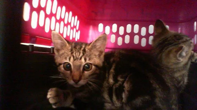 A baby small-sized male Domestic Short Hair cat named Rowan for adoption in Charlotte, NC